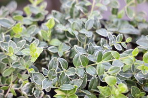 Petite pervenche 'Argenteomarginata' (lot de 6)