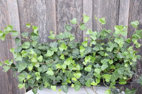 Lierre commun (lot de 6)