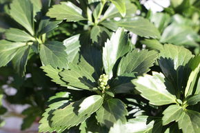 Euphorbe Japonaise 'Compacta' (lot de 6)