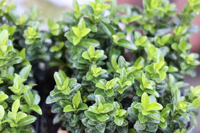 Fusain du Japon 'Green Rocket' (lot de 6)