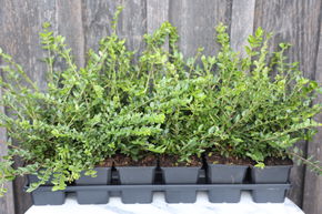 Ch�vrefeuille � feuille de buis 'Moss Green' (lot de 6)
