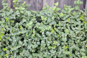 Fusain rampant 'radicans' (lot de 6)