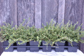Coton�aster de Dammer 'Cooper' (lot de 6)
