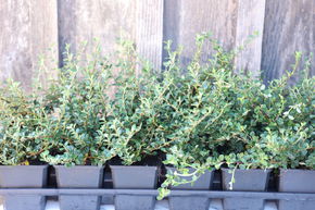 Coton�aster � petites feuilles 'Cochleatus' (lot de 6)