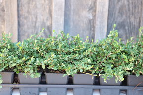 Coton�aster de Dammer 'Frieders Evergreen' (lot de 6)