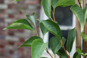 Styrax 'June Snow�' - haute tige