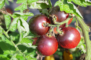 Tomate de plein champ OpenSky� Schlingel Filou�