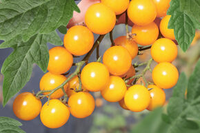 Tomate de plein champ OpenSky� Orangelina�