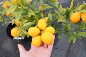 Mini-Orange Switrus� 'Thomasville'