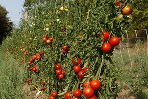 Tomate � salade, tomate de plein champ Rondobella (298/1)