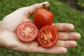 Tomate de plein champ Resibella (298-8) (semences) BIO