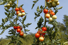 Tomate � salade, tomate de plein champ Resibella (298/8)