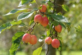 Pommier d'ornement 'John Downie'