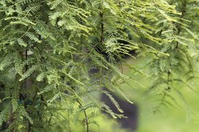 M�tasequoia, S�quoia g�ant 'Miss Grace' - tronc nain