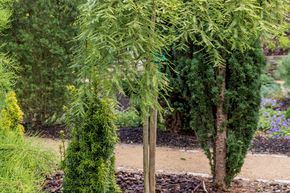 M�tasequoia, S�quoia g�ant 'Miss Grace' - demi-tige