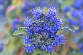 Fleur de barbe 'Beyond Midnight'