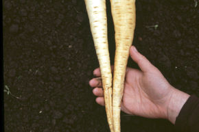Panais 'Aromata' BIO