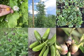 Kit d'autonomie pour potager 'Jardinage grimpant'