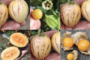 Kit d'autonomie potager 'Bacs sur�lev�s � fruits'