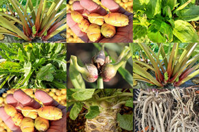Kit d'autonomie potager 'Bacs sur�lev�s � mi-ombre'