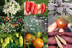 Kit d'autonomie pour potager 'Potager avec bacs sur�lev�s �pic�s et piquants'