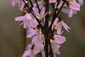 Forsythia � fleurs roses 'Roseum'