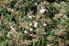 Ab�lia � grandes fleurs 'Confetti'