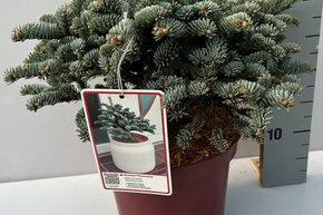 Sapin noble, Sapin bleu 'Wiesmoornixe'
