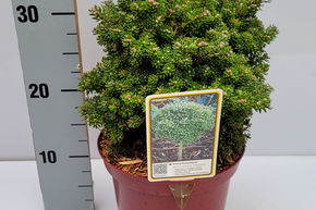 Sapin de Cor�e nain 'Silberperle'