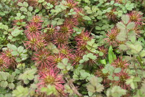 Lampourde � petites feuilles 'Kupferteppich'