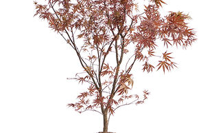 �rable du Japon 'Bloodgood' (90-120)