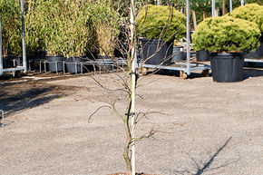 �rable du Japon 'Dissectum Garnet'