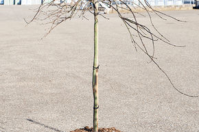 �rable du Japon 'Orangeola'