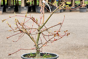 Acer conspicuum 'Red Flamingo'