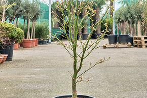Acer jap. 'Green' (120-150)