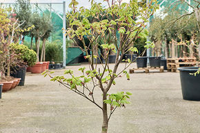 Acer jap. 'Vitifolium' (120-160)