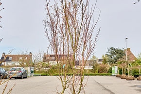 Acer pal. 'Asahi Zuru'