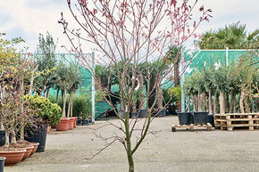 Acer pal. 'Bloodgood' (160-180)
