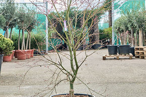 Acer pal. 'De Shojo' (130-150)