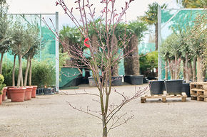 Acer pal. 'Fire Glow' (140-180)