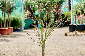 Acer pal. 'Linearilobum' (120-160)