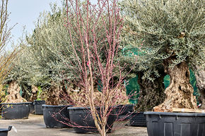 Acer pal. 'Linearilobum Enkan'