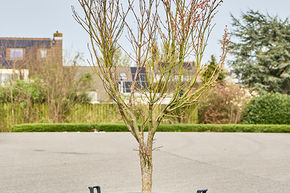 Acer pal. 'Linearilobum'