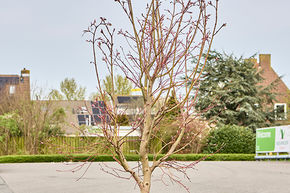 Acer pal. 'Masu-Kagami'