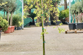Acer pal. 'Ryusen' (130-160)