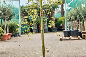 Acer pal. 'Ryusen' (160-170)