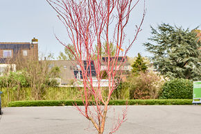 Acer pal. 'Sango Kaku'