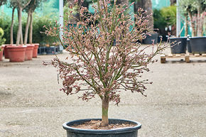 Acer pal. 'Shaina' (120-140)