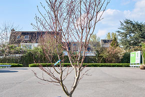 Acer pal. 'Trompenburg'