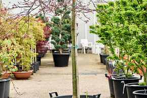 Acer pal. diss. 'Inaba-shidare'